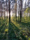 Rays of the setting sun in the forest Royalty Free Stock Photo